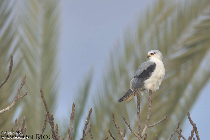 Black-winged Kiteadult post breeding, identification