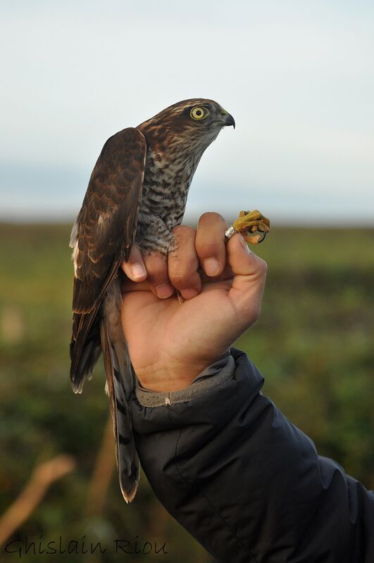 Eurasian Sparrowhawk male juvenile