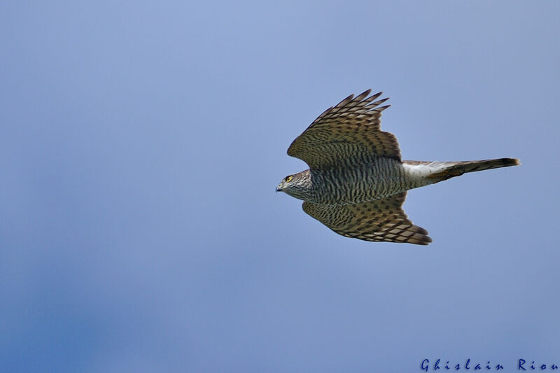 Eurasian Sparrowhawk female