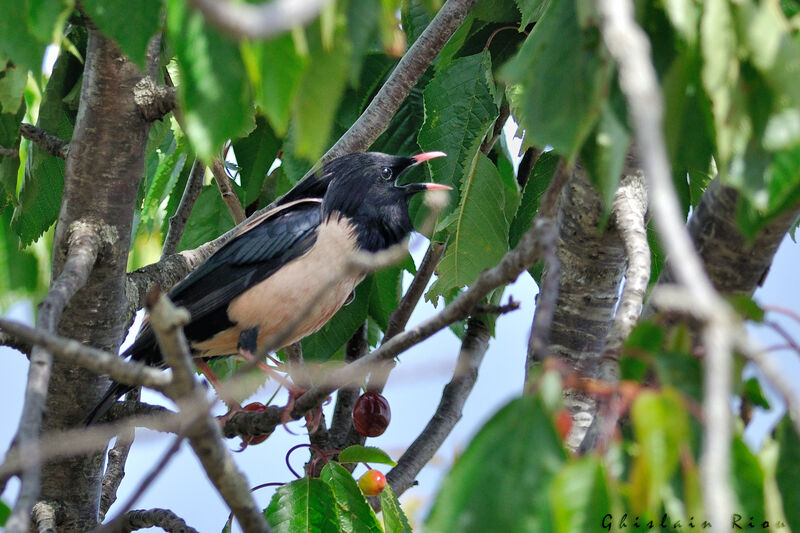 Rosy Starling