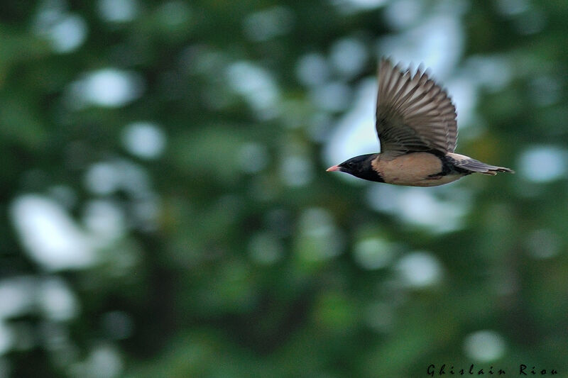 Rosy Starlingadult, Flight