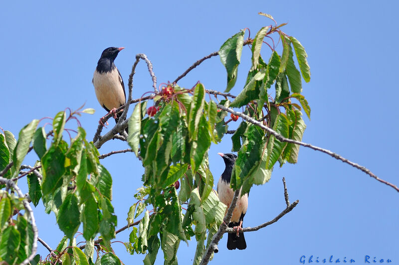 Rosy Starlingadult