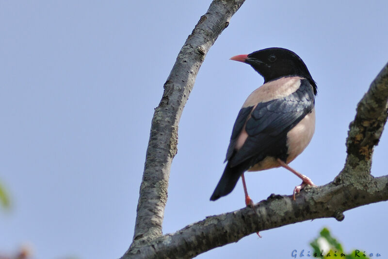 Rosy Starlingadult