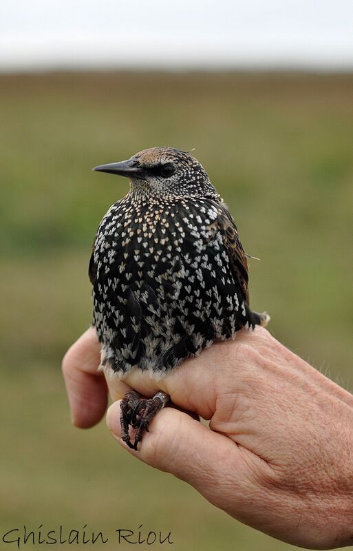 Common Starling