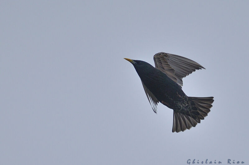 Common Starling, Flight