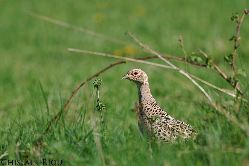 Common Pheasant