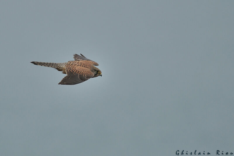 Common Kestrel