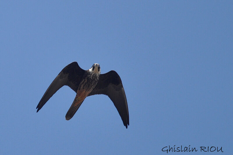 Eleonora's Falcon