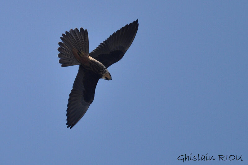 Eleonora's Falcon