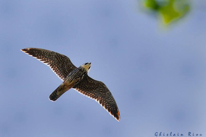 Eurasian Hobby