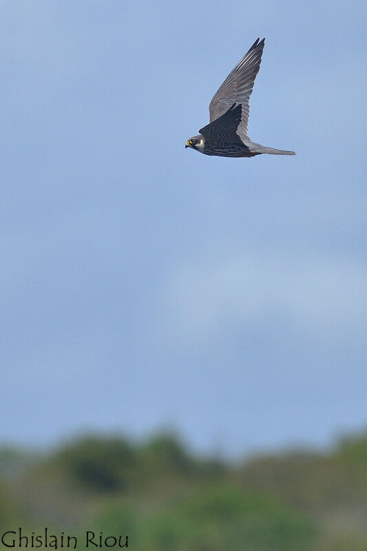 Eurasian Hobby