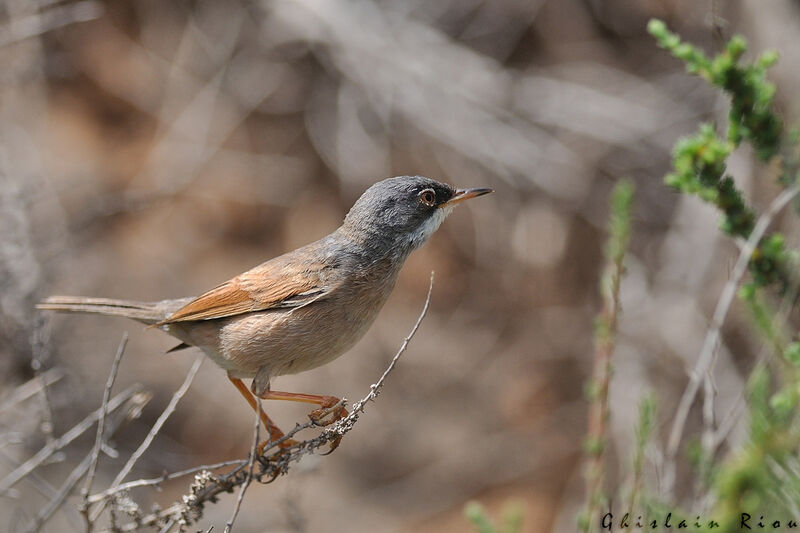 Spectacled Warbler