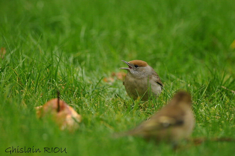 Eurasian Blackcap female adult