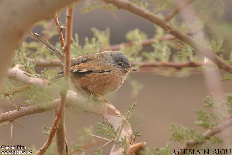 Tristram's Warbler female adult, identification