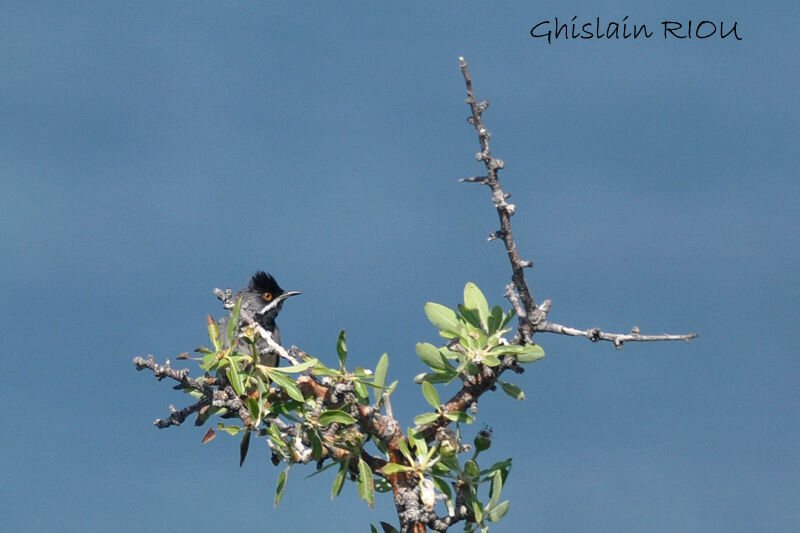 Rüppell's Warbler