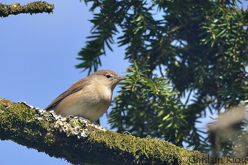 Garden Warbler