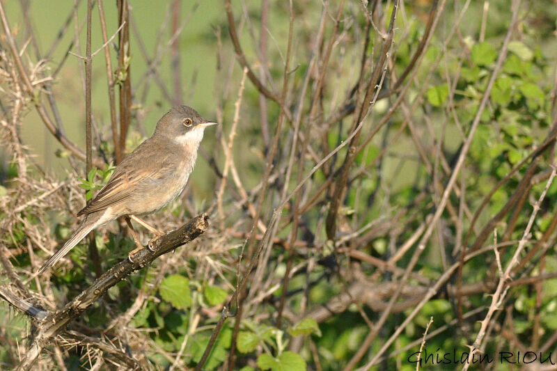 Common Whitethroat male