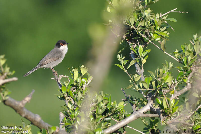 Fauvette mélanocéphale mâle adulte, habitat, pigmentation