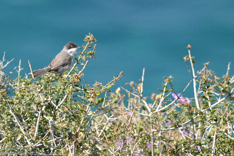 Eastern Orphean Warbleradult, habitat, pigmentation