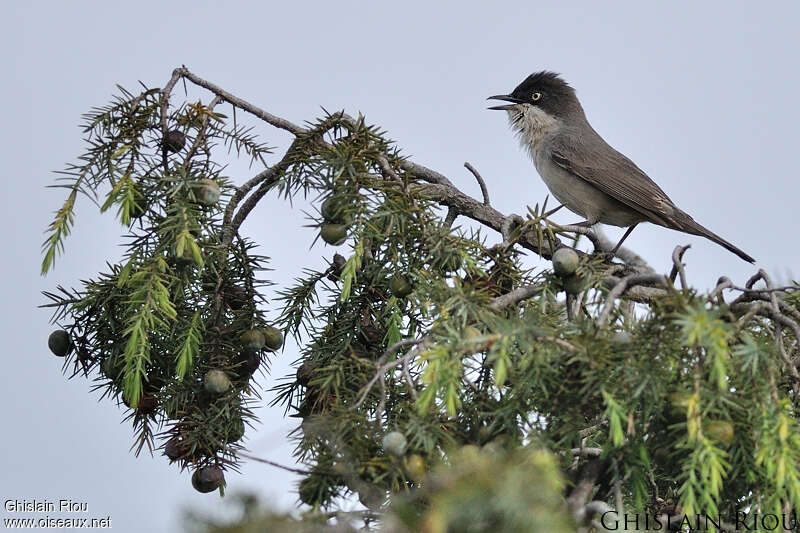 Western Orphean Warbler male adult, song