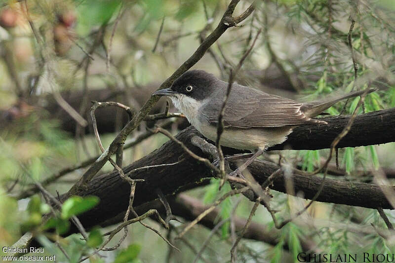 Western Orphean Warbler male adult breeding, Behaviour