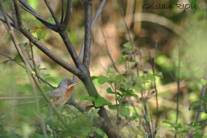 Fauvette passerinette