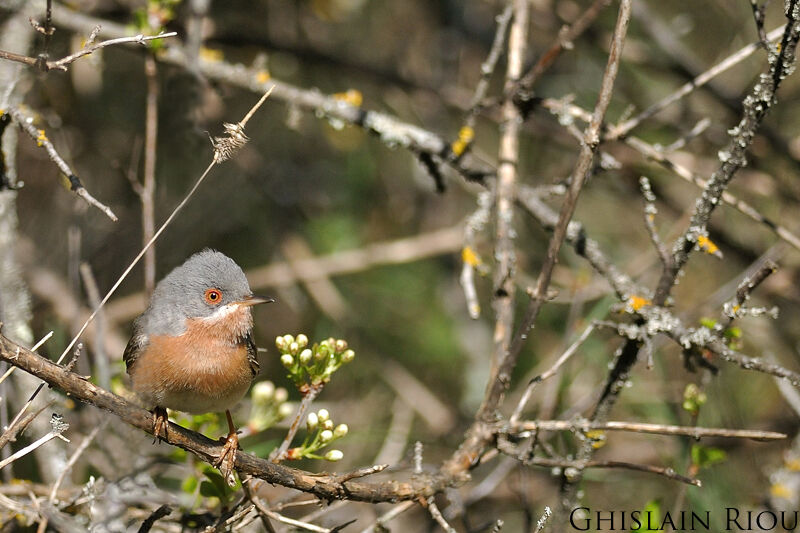 Fauvette passerinette