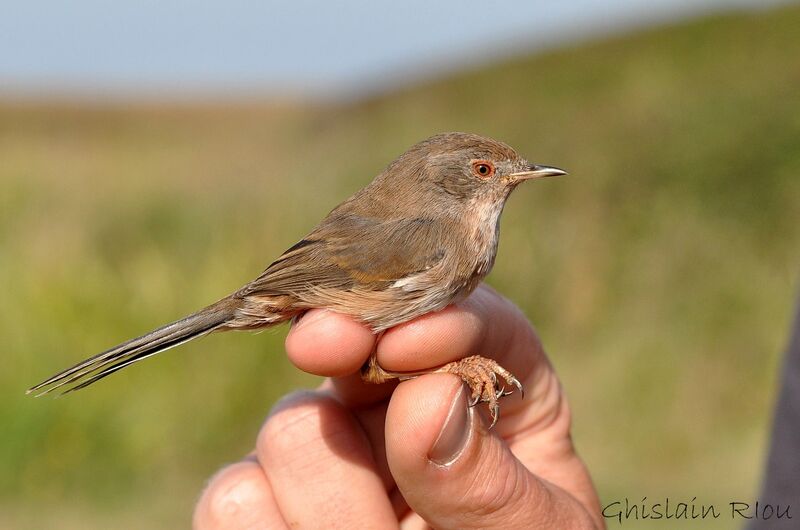 Dartford Warbler female First year