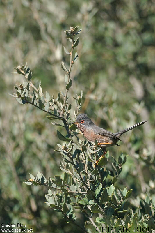 Fauvette pitchou mâle adulte nuptial, identification