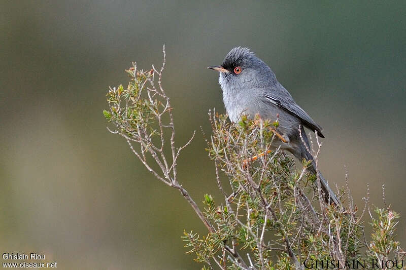 Fauvette sarde mâle adulte nuptial, identification