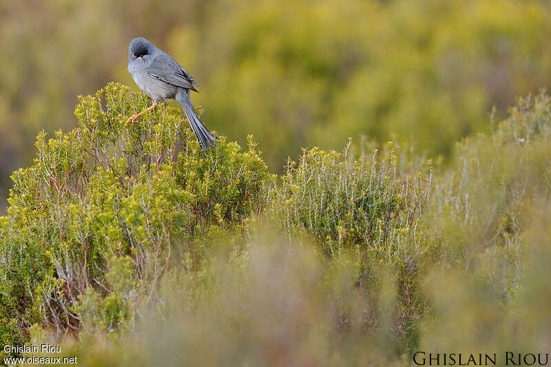 Marmora's Warbler male adult breeding, habitat, pigmentation, Behaviour