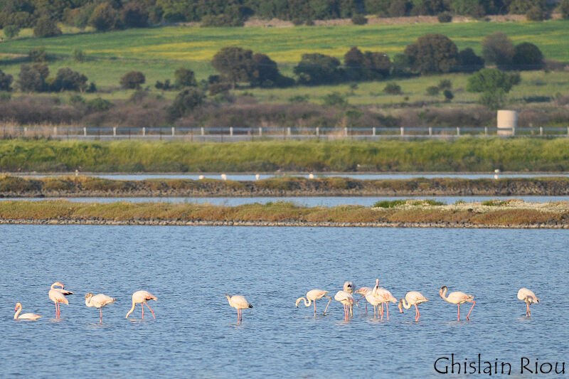 Greater Flamingo