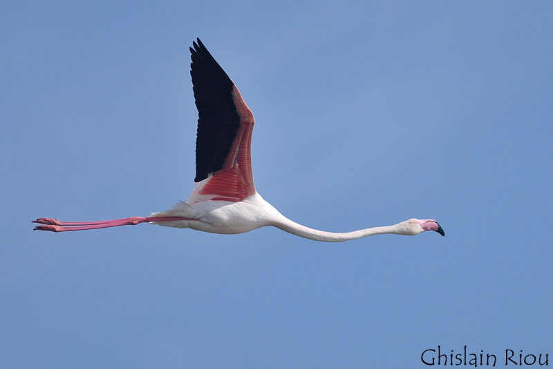 Greater Flamingo