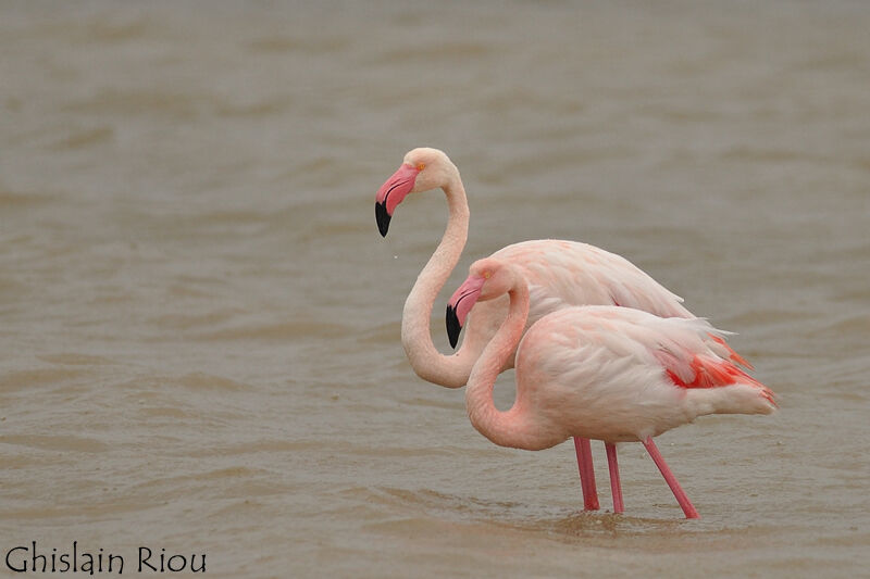 Flamant rose