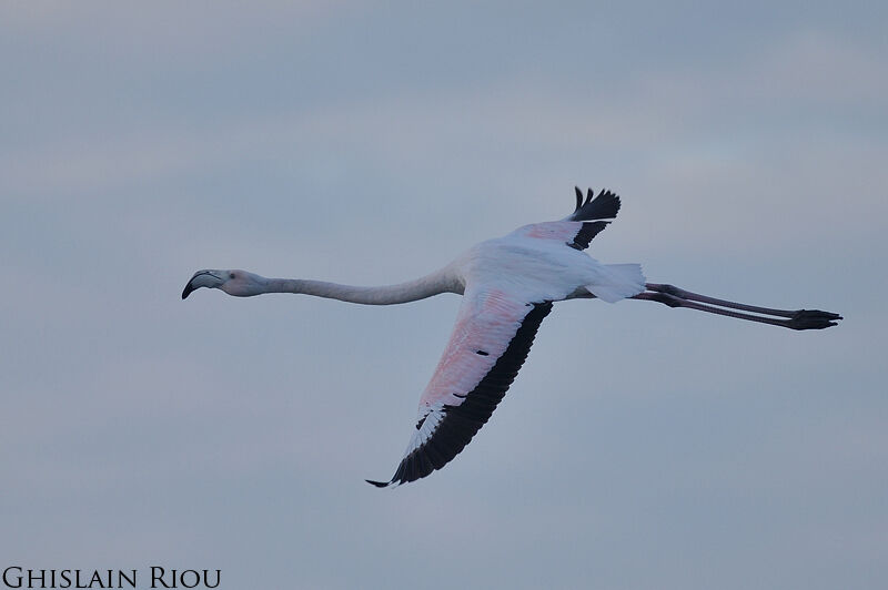 Greater Flamingo