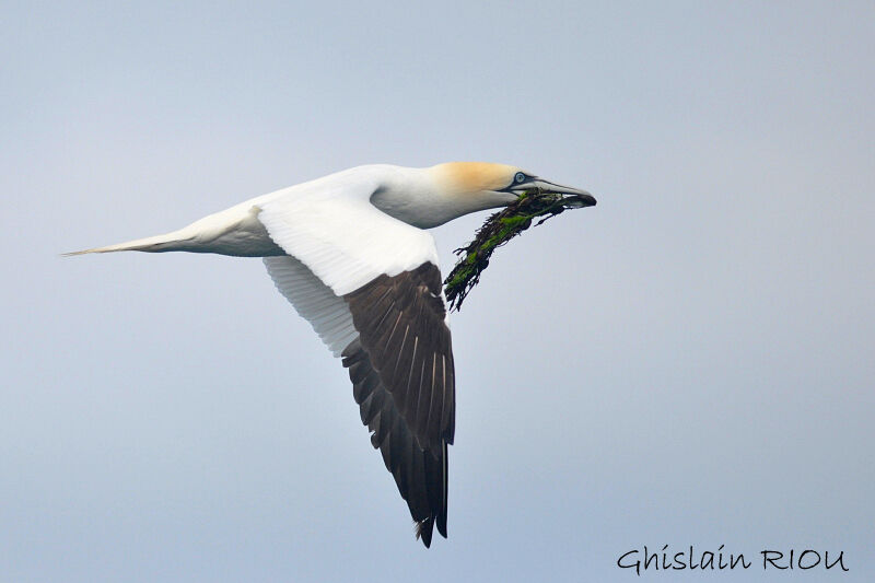 Northern Gannet