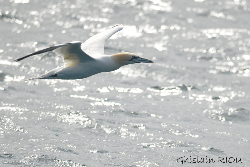 Northern Gannet