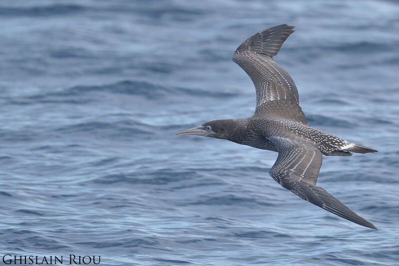 Northern Gannet