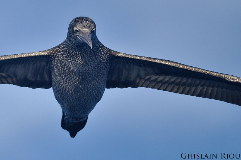 Northern Gannet