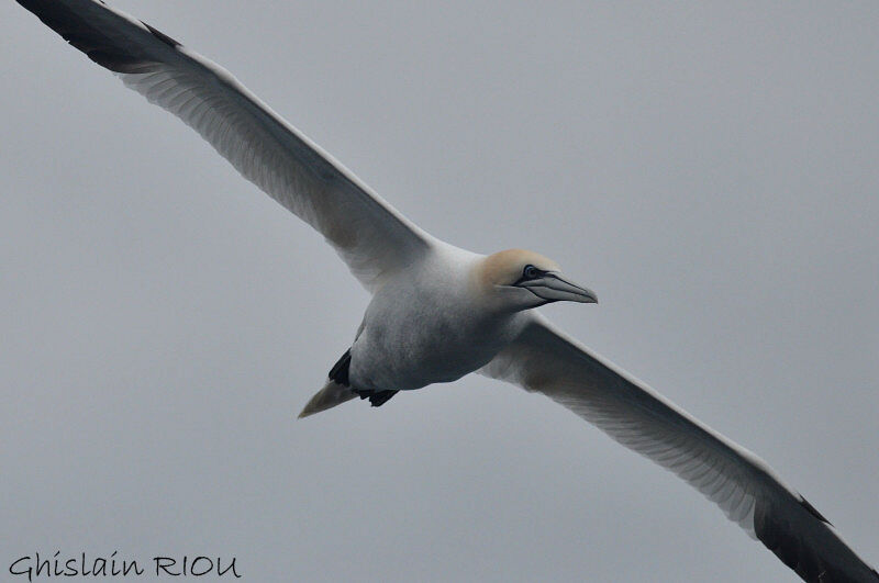 Northern Gannetadult