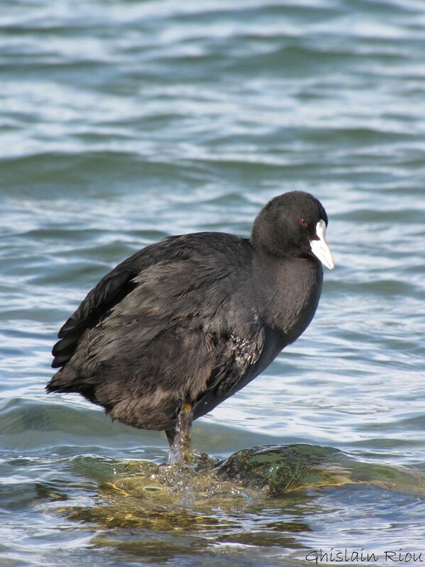 Eurasian Coot