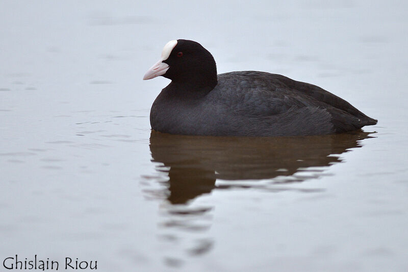 Eurasian Coot