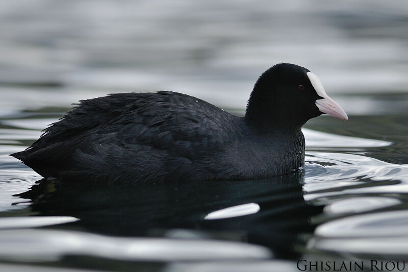 Eurasian Coot