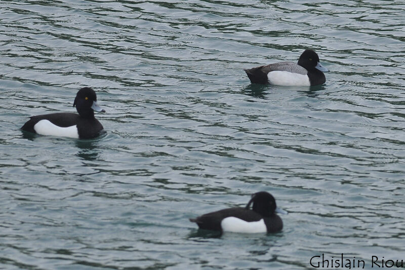 Lesser Scaup