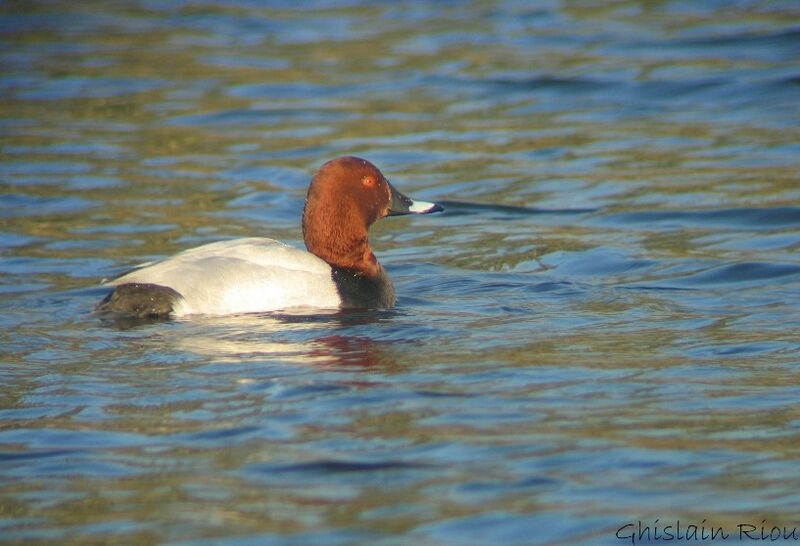 Common Pochard male adult