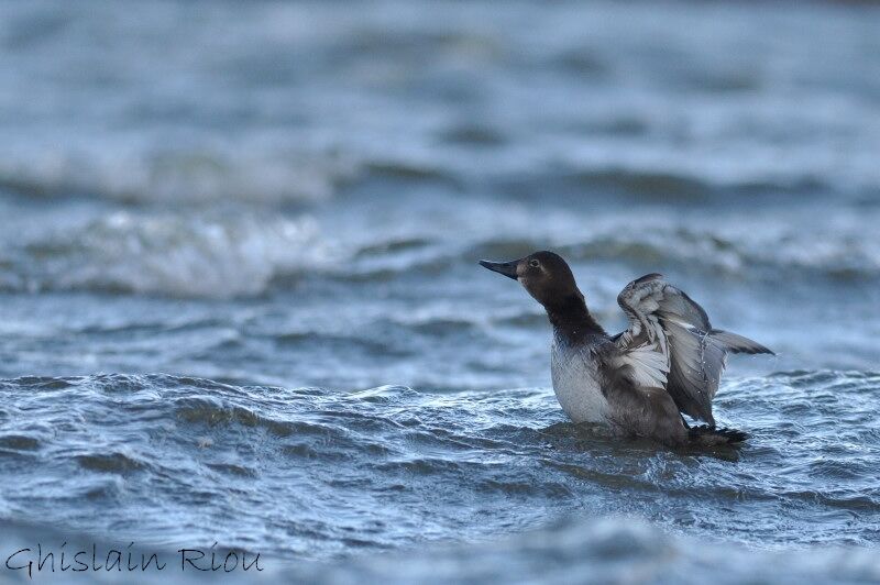 Common Pochard