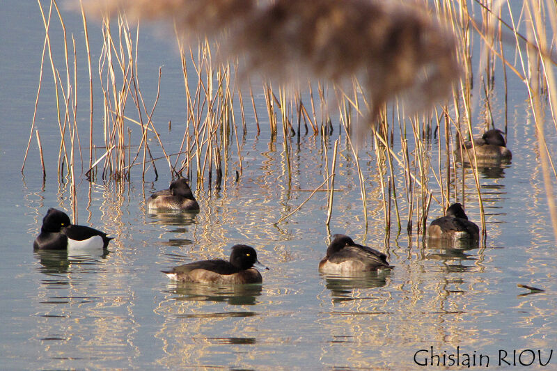 Tufted Duck