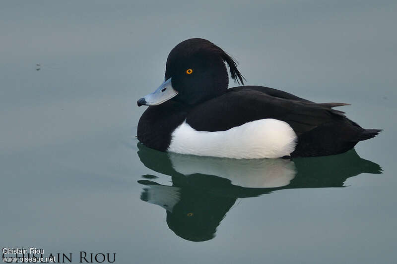 Tufted Duck male adult breeding, identification