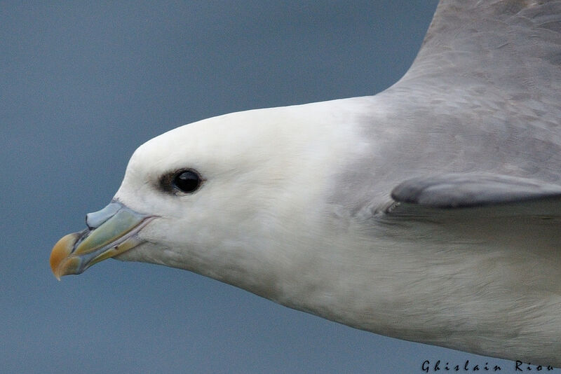 Fulmar boréal