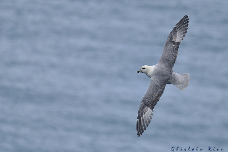 Northern Fulmar